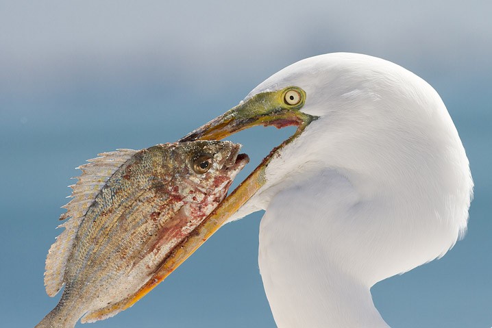 Silberreiher Ardea alba Great White Egret